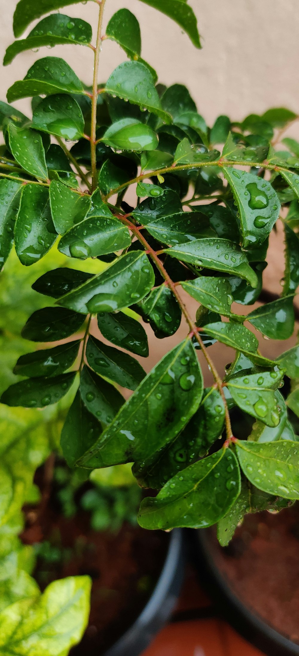 water droplets on green leaves