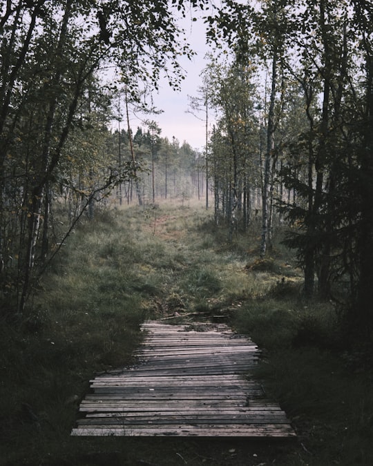 brown wooden pathway between green trees during daytime in Seinäjoki Finland