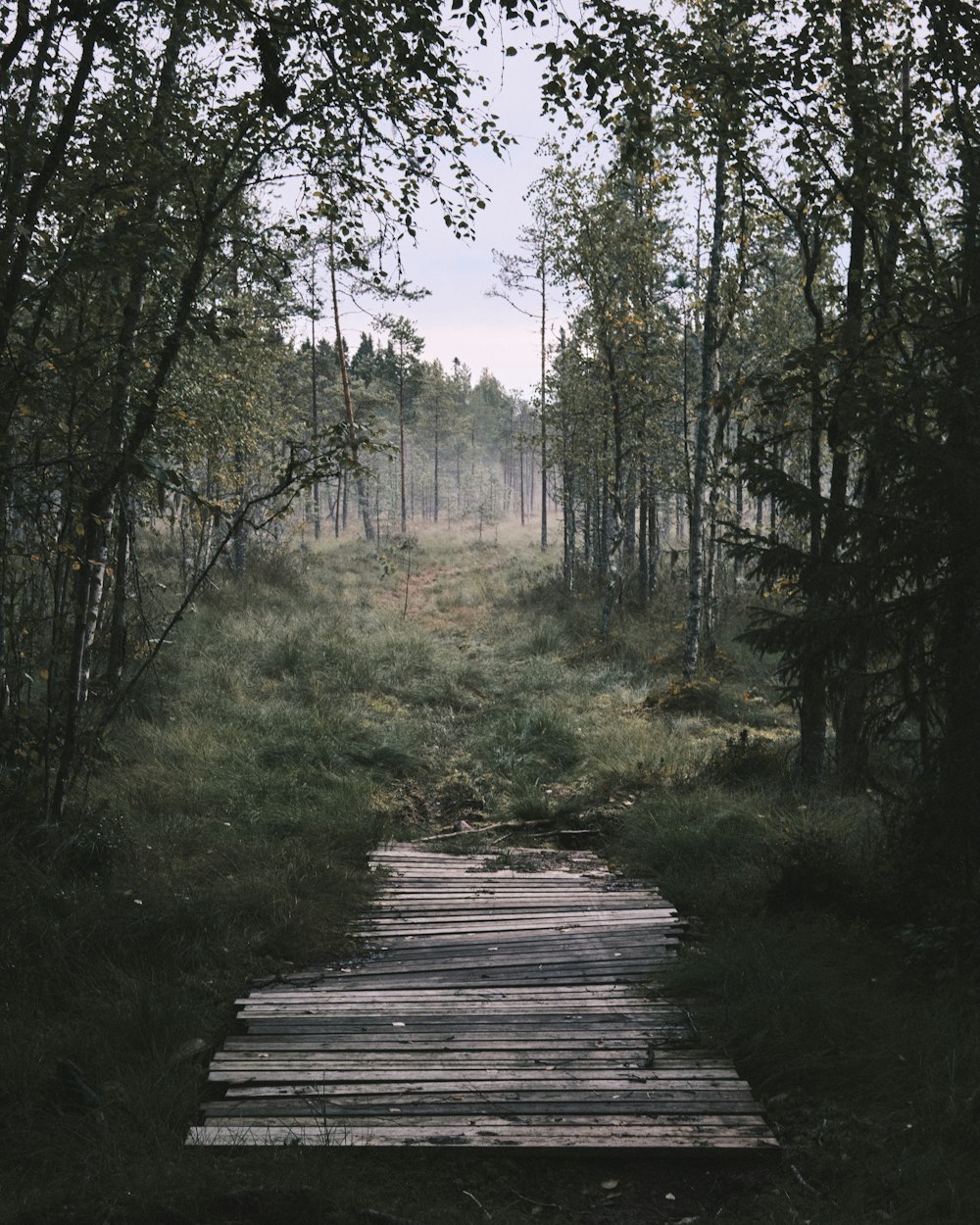 brown wooden pathway between green trees during daytime