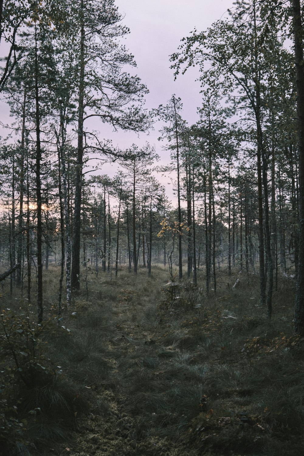 green trees on forest during daytime