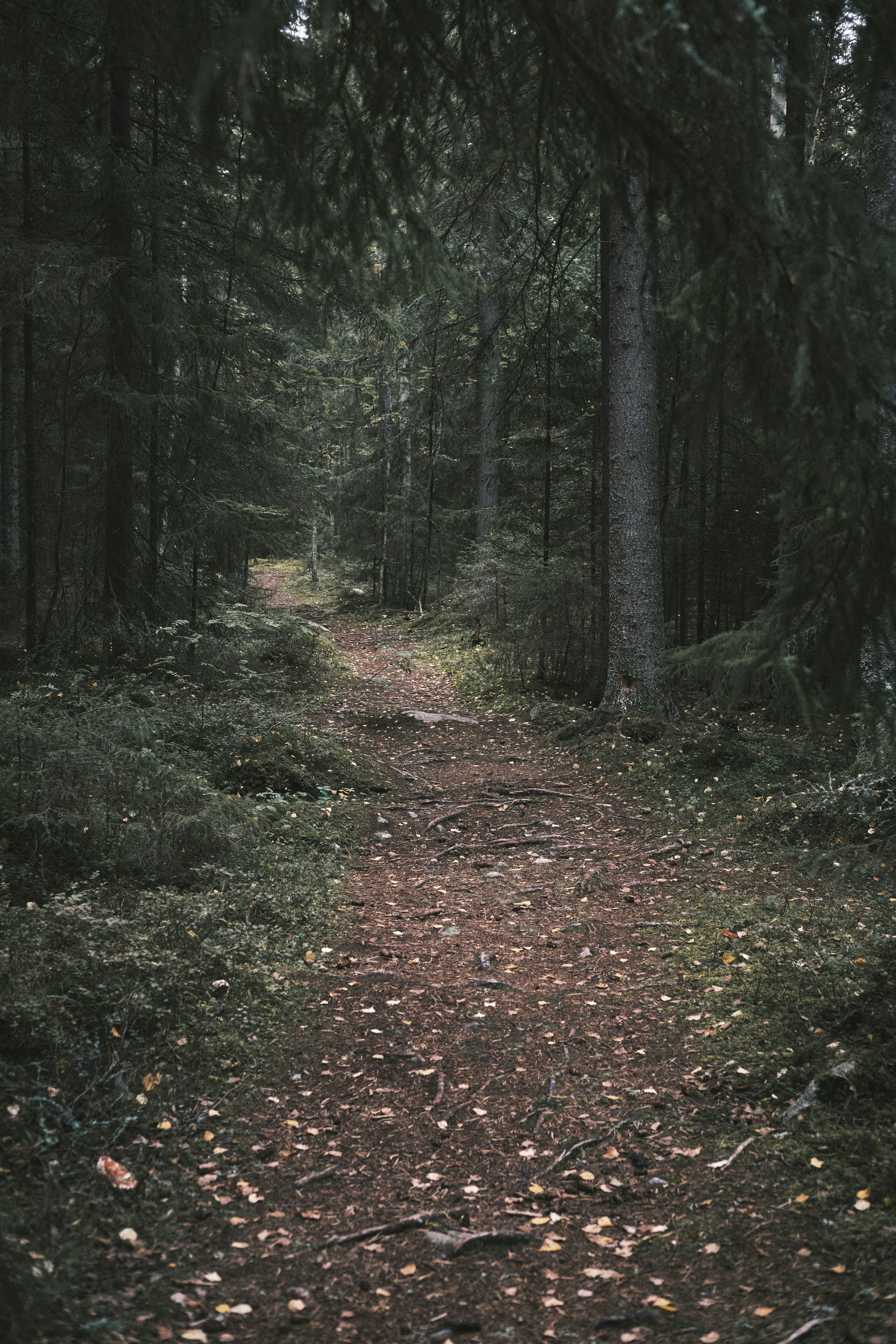 green trees on forest during daytime