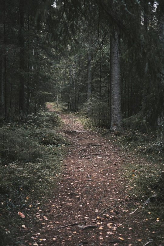 green trees on forest during daytime in Seinäjoki Finland