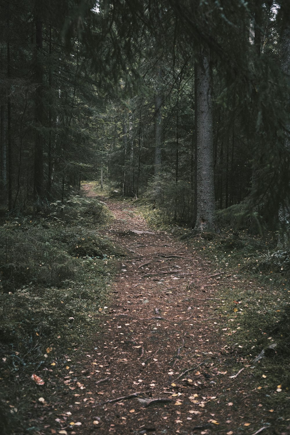 green trees on forest during daytime