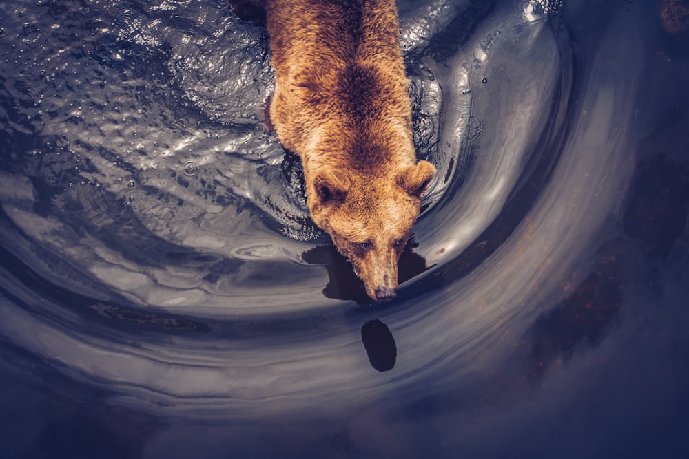 brown short coated dog in water