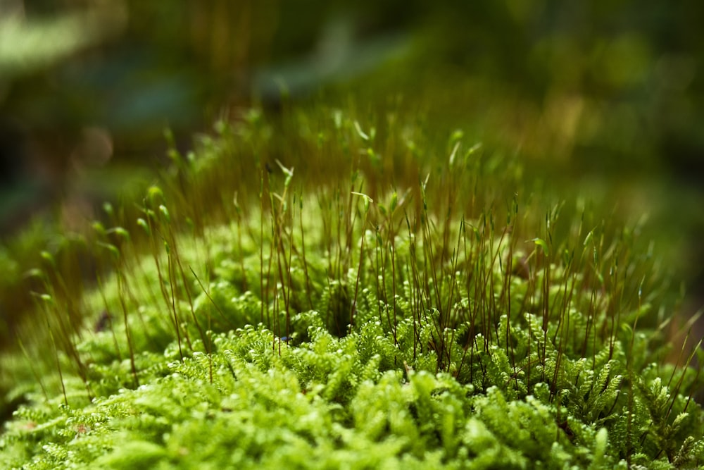 green grass in tilt shift lens