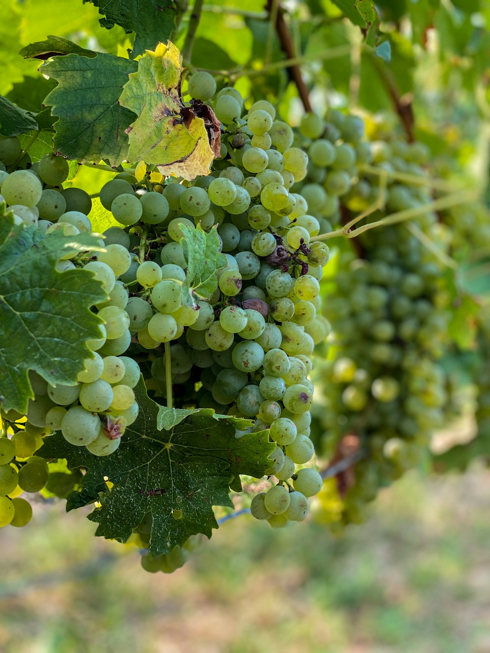 green grapes in close up photography during daytime