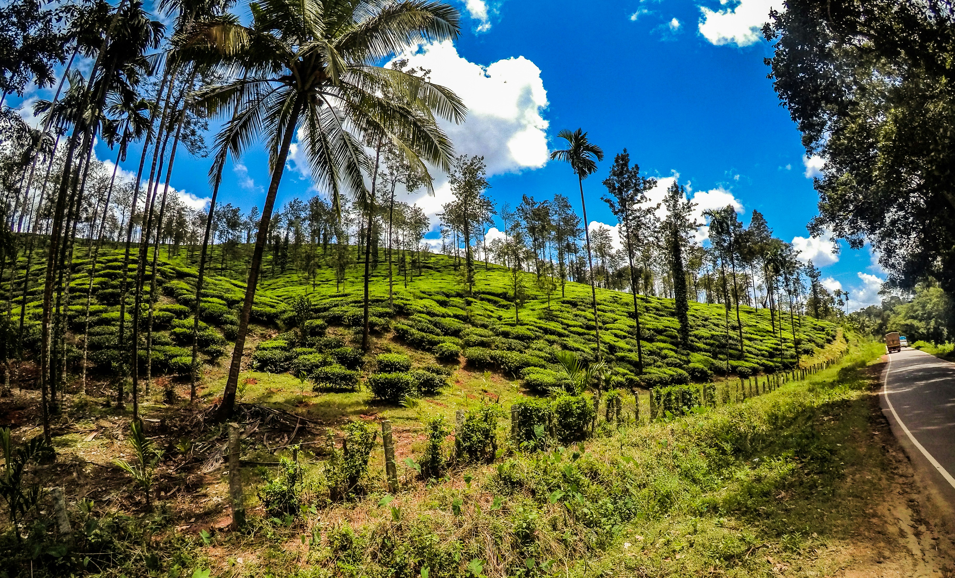 green grass field with coconut trees under blue sky during daytime, A tea estate in western ghats of India.