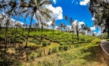 A lush, green tea plantation slopes upward, interspersed with tall, slender palm trees. The sky above is a vibrant blue, dotted with fluffy white clouds. A road winds along the edge of the plantation, adding a pathway through the verdant landscape.