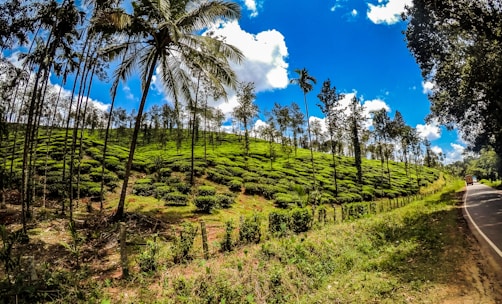 A lush, green tea plantation slopes upward, interspersed with tall, slender palm trees. The sky above is a vibrant blue, dotted with fluffy white clouds. A road winds along the edge of the plantation, adding a pathway through the verdant landscape.