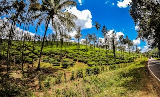 A lush, green tea plantation slopes upward, interspersed with tall, slender palm trees. The sky above is a vibrant blue, dotted with fluffy white clouds. A road winds along the edge of the plantation, adding a pathway through the verdant landscape.