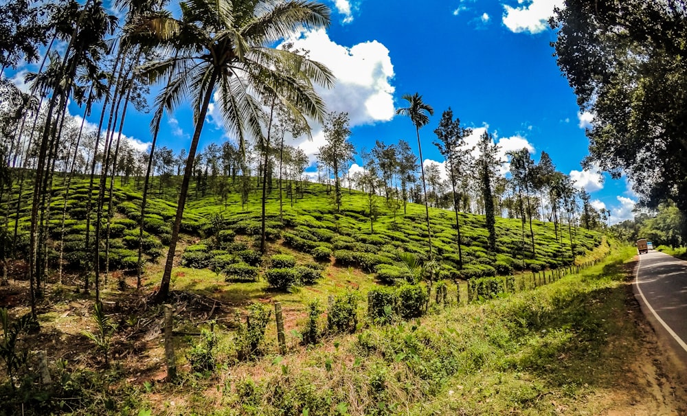 green grass field with coconut trees under blue sky during daytime