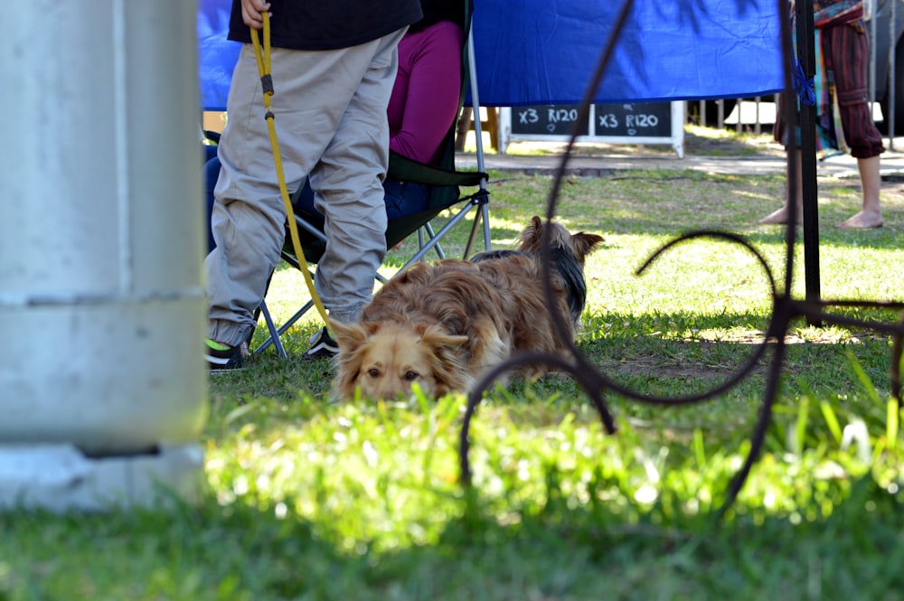 cane a pelo lungo marrone su campo di erba verde