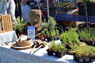 A market stall displays an array of potted herbs and plants on a table with a patterned cloth, alongside a carved wooden head sculpture. A QR code sign and some wicker baskets are also present. People are visible in the background near a chain-link fence.