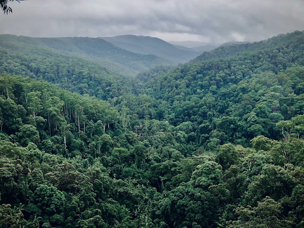 green trees on mountain during daytime