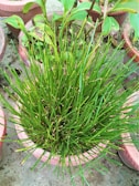 A dense cluster of green grass-like plants growing in a terracotta pot. Surrounding pots contain other plants with broad leaves. The setting appears to be a garden or patio with concrete flooring.