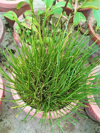 A dense cluster of green grass-like plants growing in a terracotta pot. Surrounding pots contain other plants with broad leaves. The setting appears to be a garden or patio with concrete flooring.