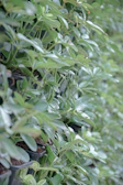 Indoor plants thriving under attentive internal plant maintenance.