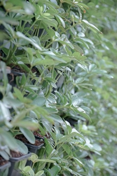A lush wall filled with verdant green plants growing in small pots, arranged in rows. The leaves appear healthy and abundant, reflecting a well-maintained environment.