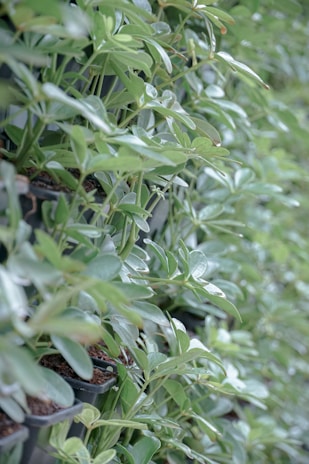 A row of potted plants each equipped with small IoT sensors, thriving under monitored conditions.