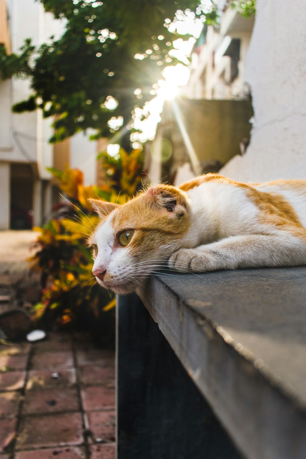 orange and white cat lying on concrete floor during daytime