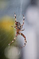 brown and black spider on web in close up photography during daytime