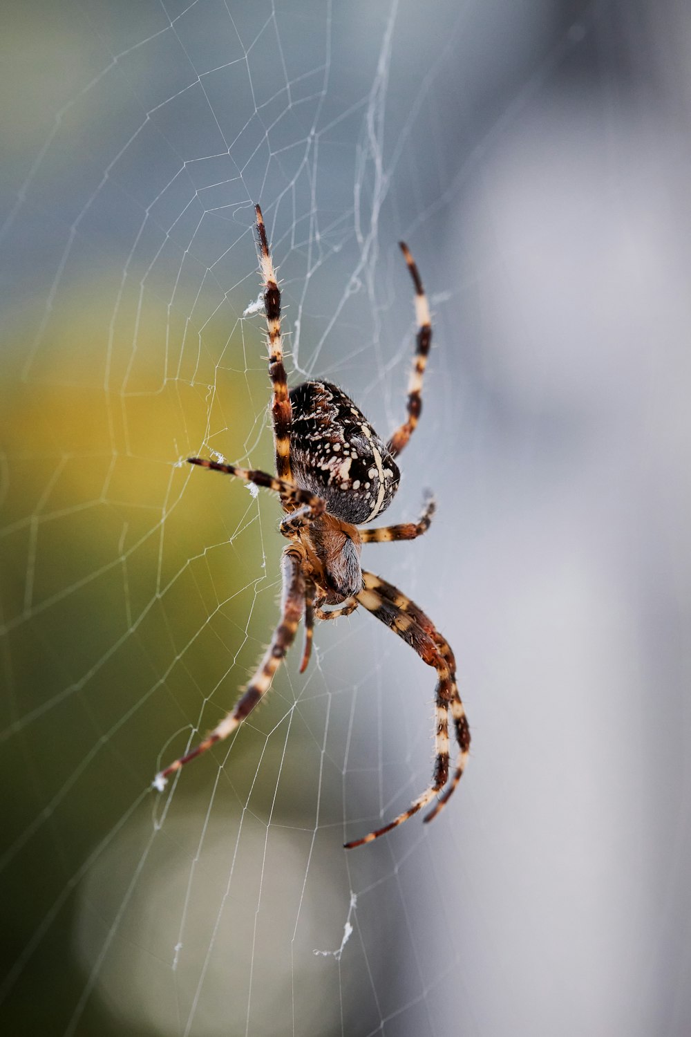 낮 동안 클로즈업 사진에서 웹에 있는 갈색과 검은색 거미