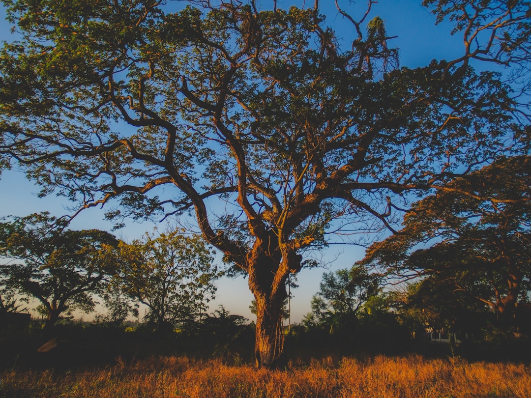 Nature reserve photo spot Subang Indonesia