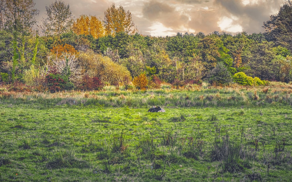 green grass field with trees under cloudy sky during daytime