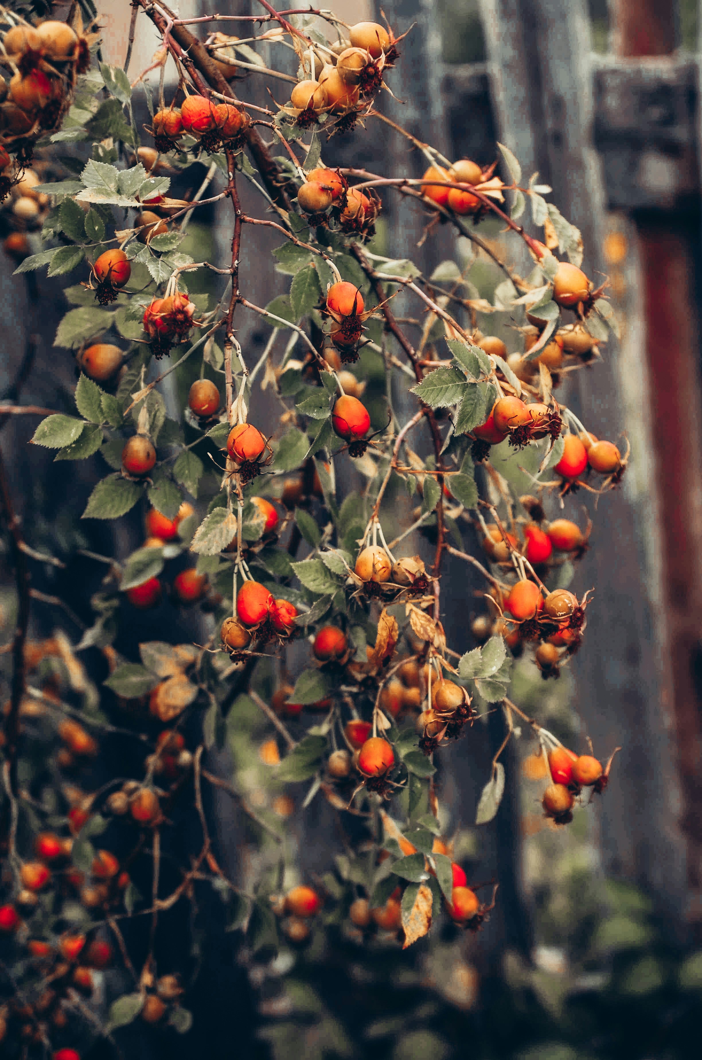 Photo by vechnoeleto