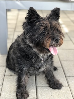 A small, fluffy dog with dark fur is sitting on a tiled surface. Its ears are perked up, and its pink tongue is visible as it looks to the side.