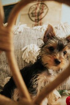 A small dog with wiry fur sits against a textured pillow, partially framed by a wooden or wicker structure creating a heart shape. The background includes some decorative elements, possibly art or fabric with a tree motif.