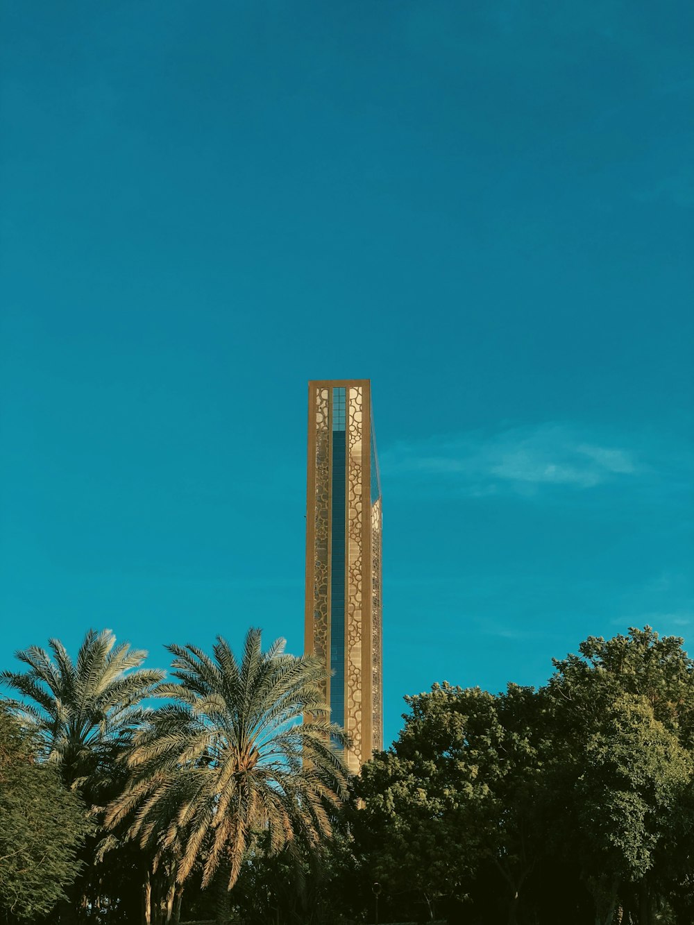 palme verdi sotto il cielo blu durante il giorno