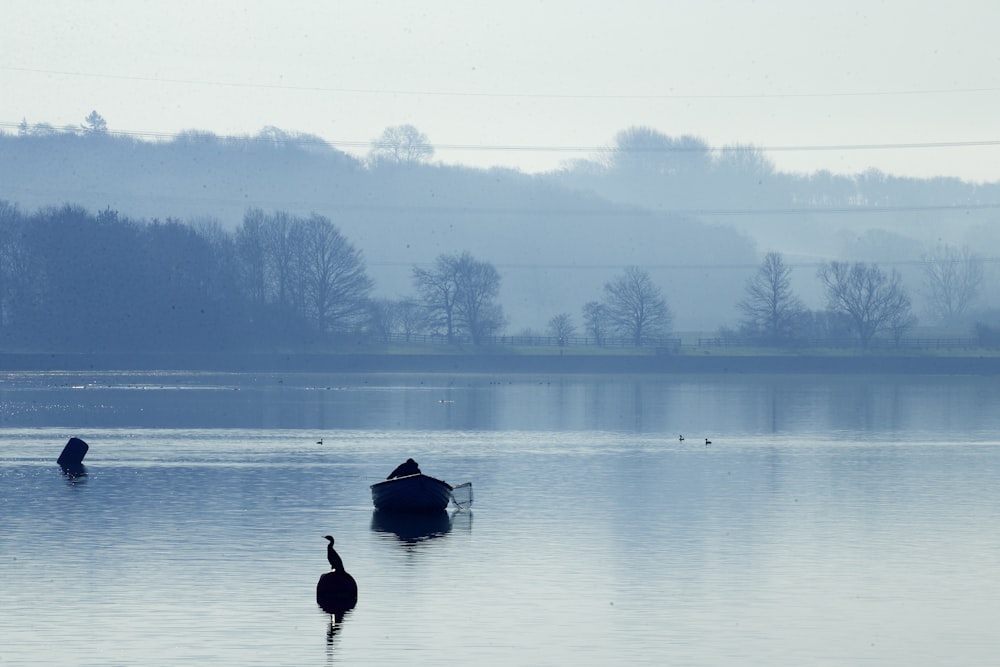 silhouette de canard sur l’eau pendant la journée