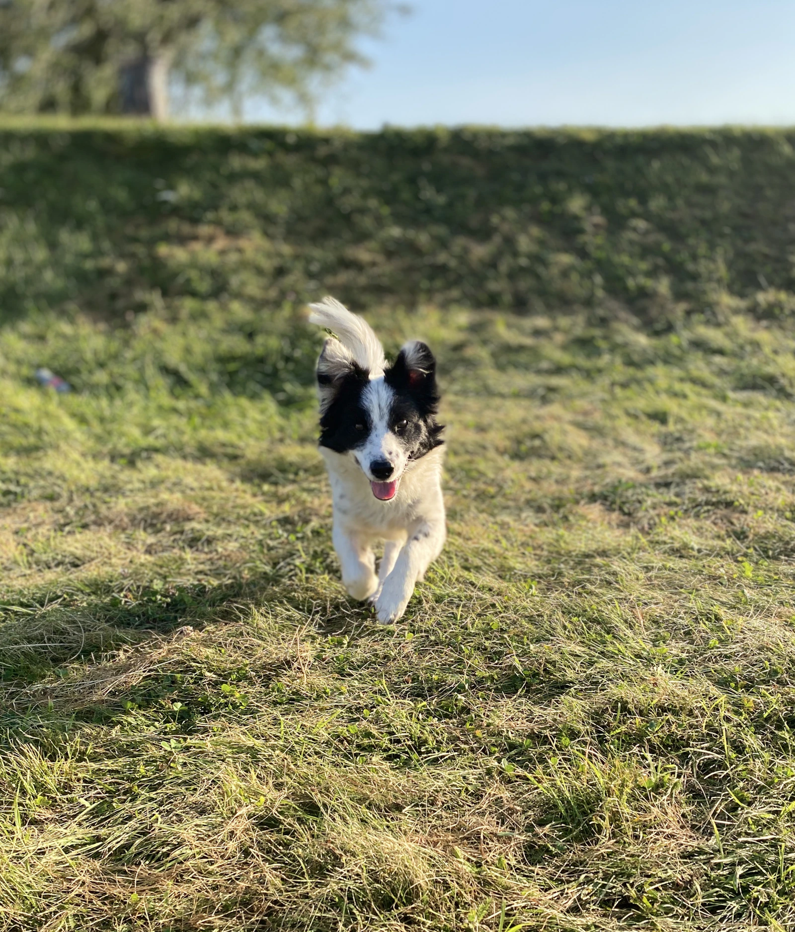A border collie mid-stride, running across a sunlit grass play yard