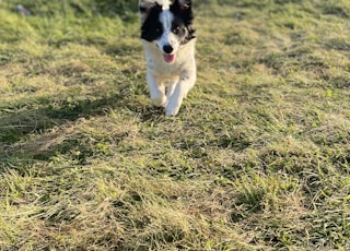 black and white border collie running on green grass field during daytime