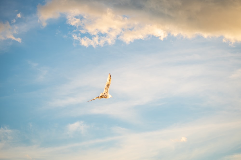 white bird flying under blue sky during daytime