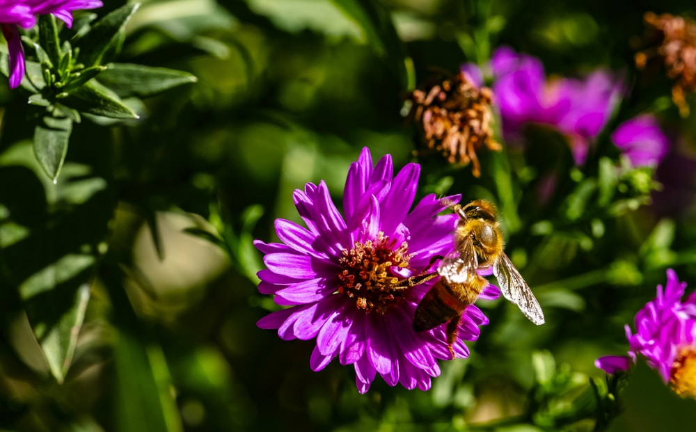 bee on purple flower during daytime