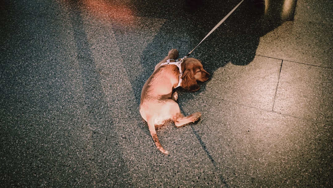 brown short coated dog lying on gray concrete floor