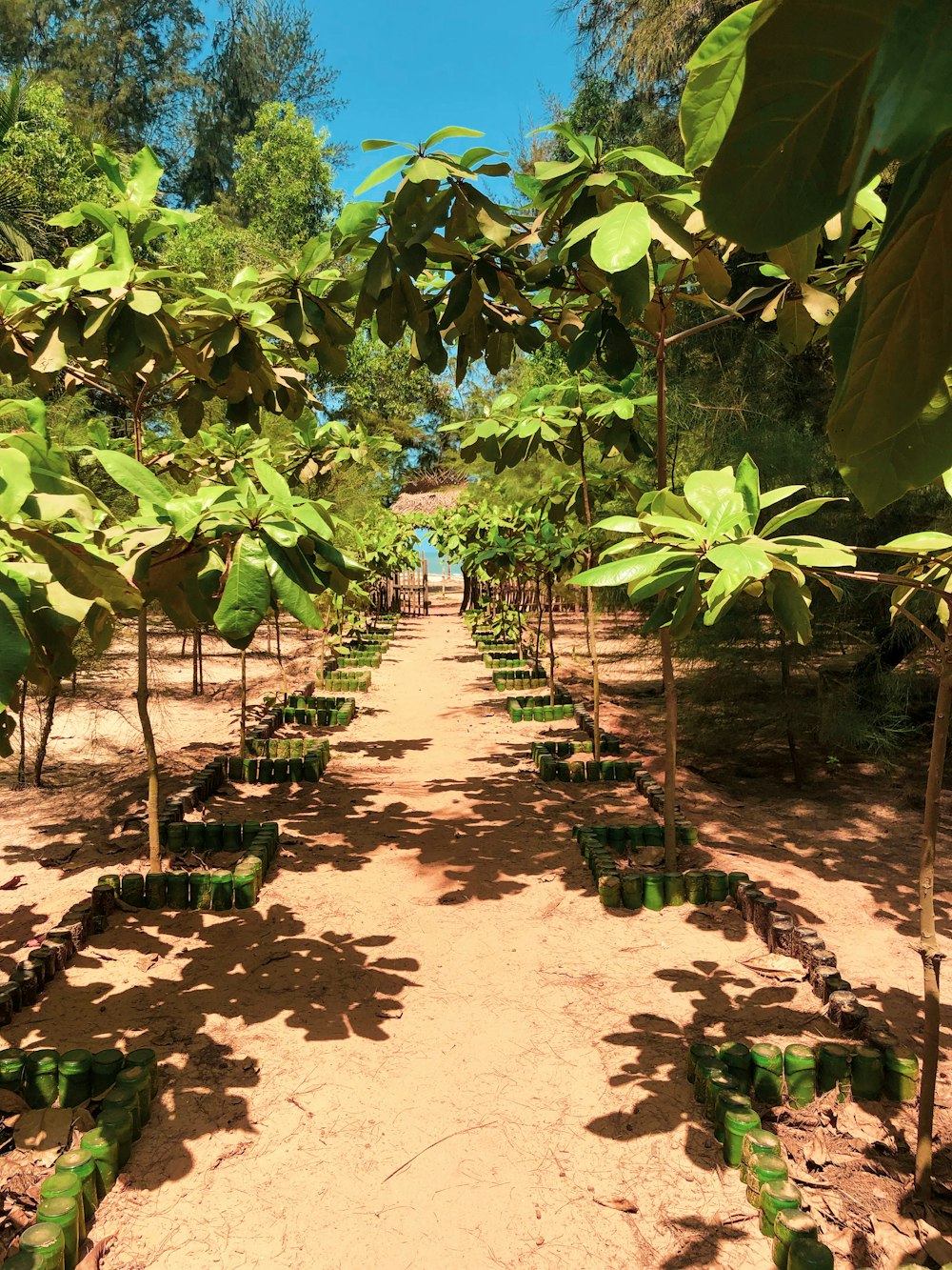 green plants on brown soil