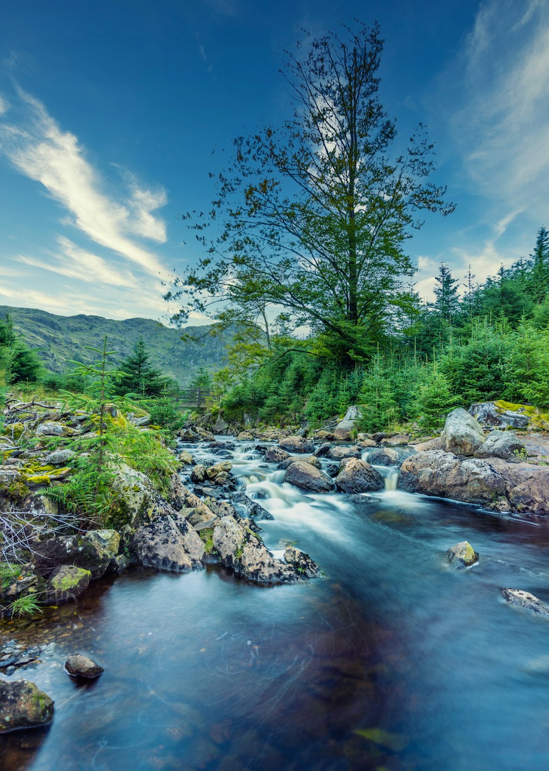 green trees beside river under blue sky during daytime