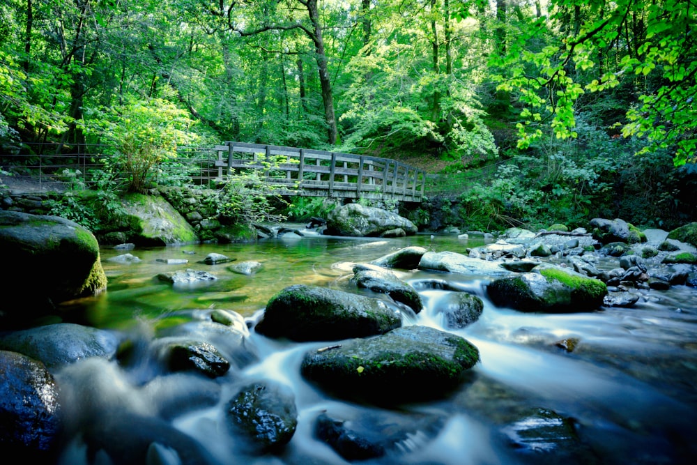 fiume in mezzo alla foresta