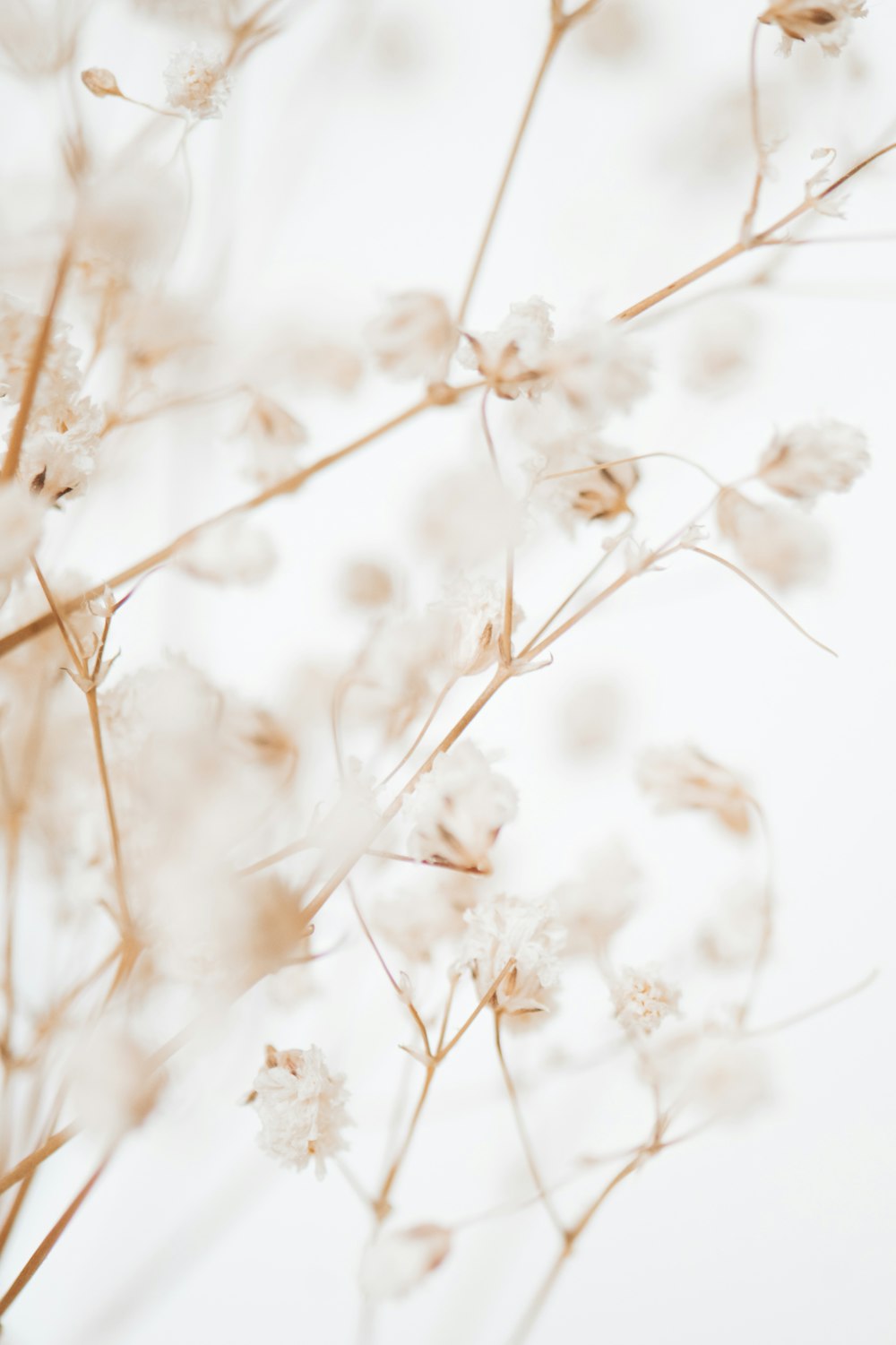 white flowers in tilt shift lens