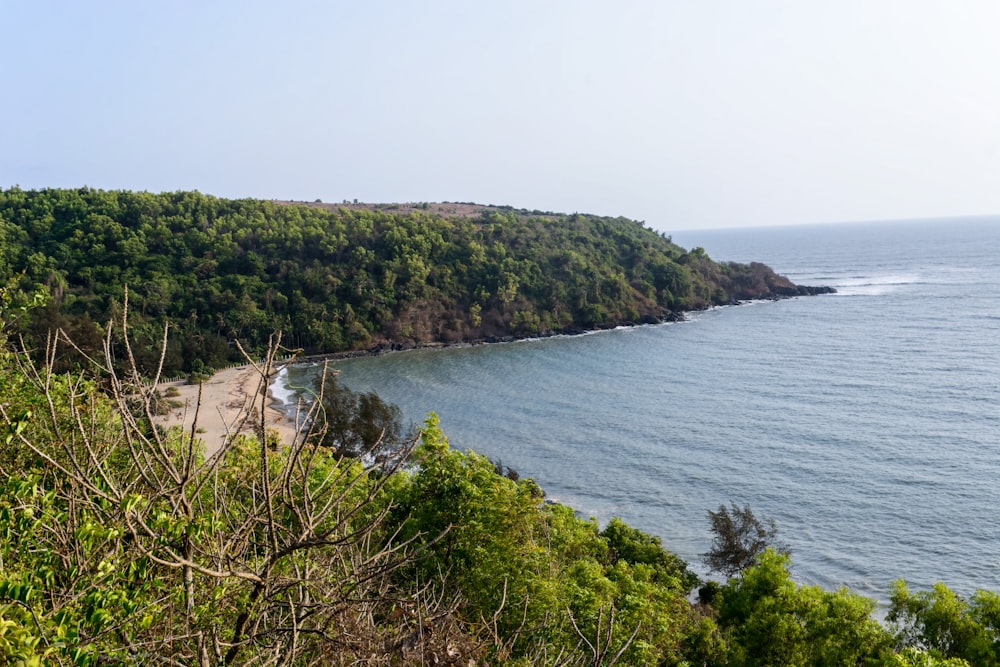 green trees beside body of water during daytime