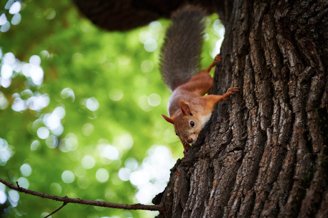 brown squirrel on brown tree trunk during daytime