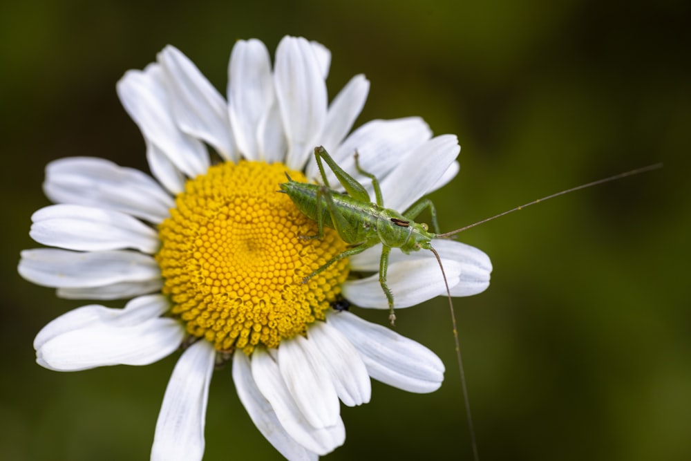 green grasshopper perched on white daisy in close up photography during daytime