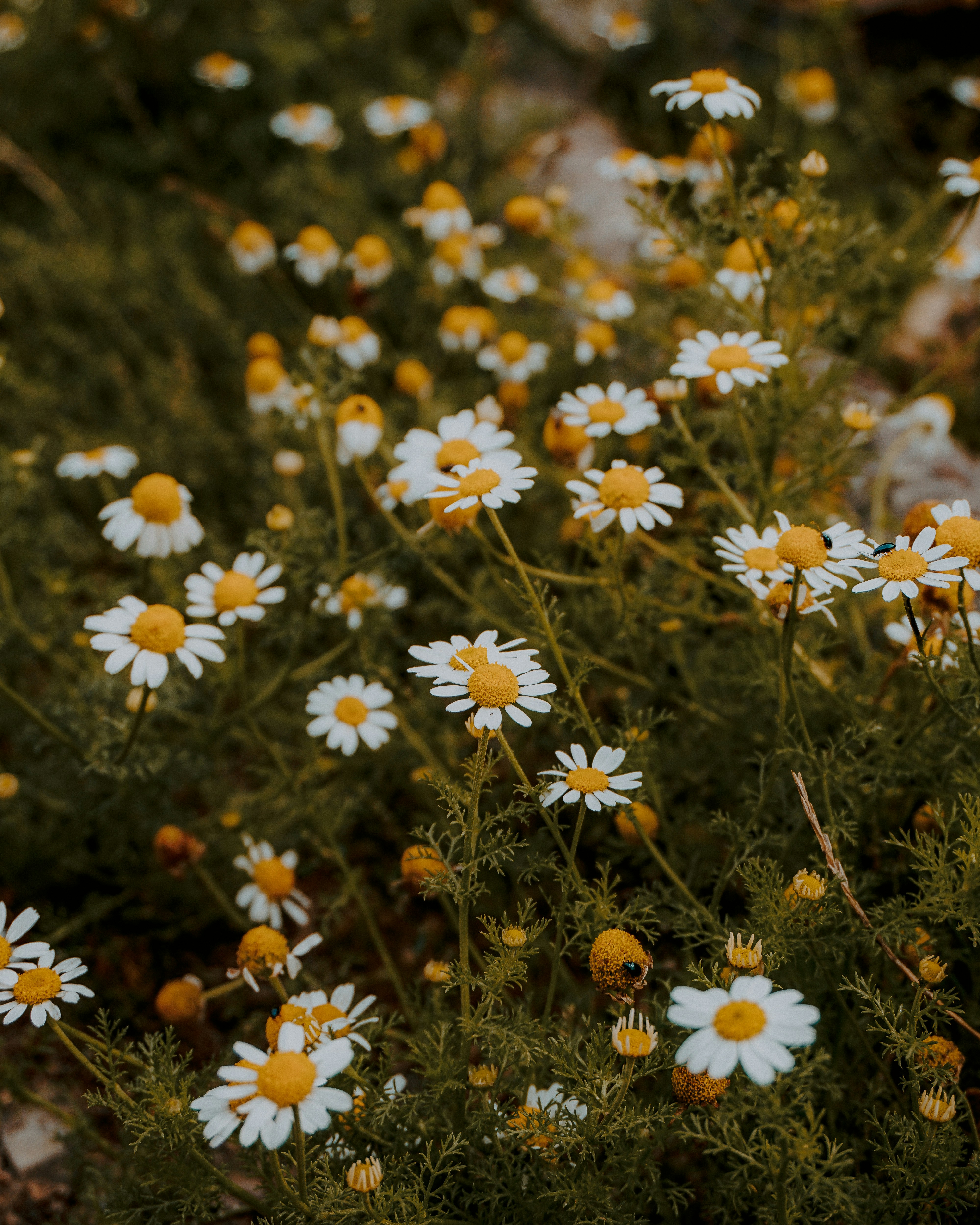 white and yellow daisy flowers