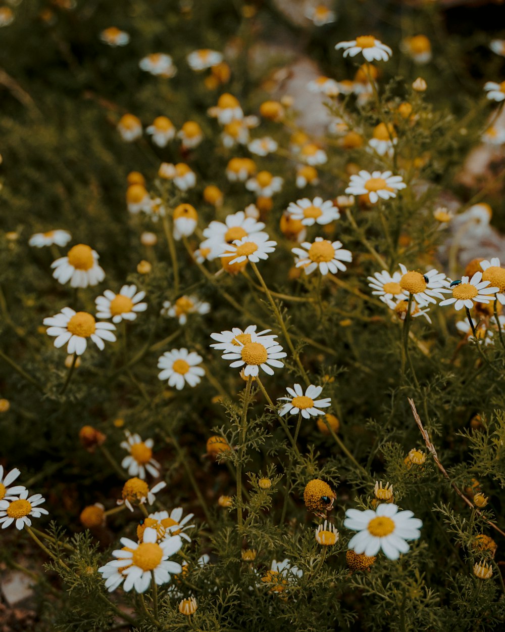 white and yellow daisy flowers