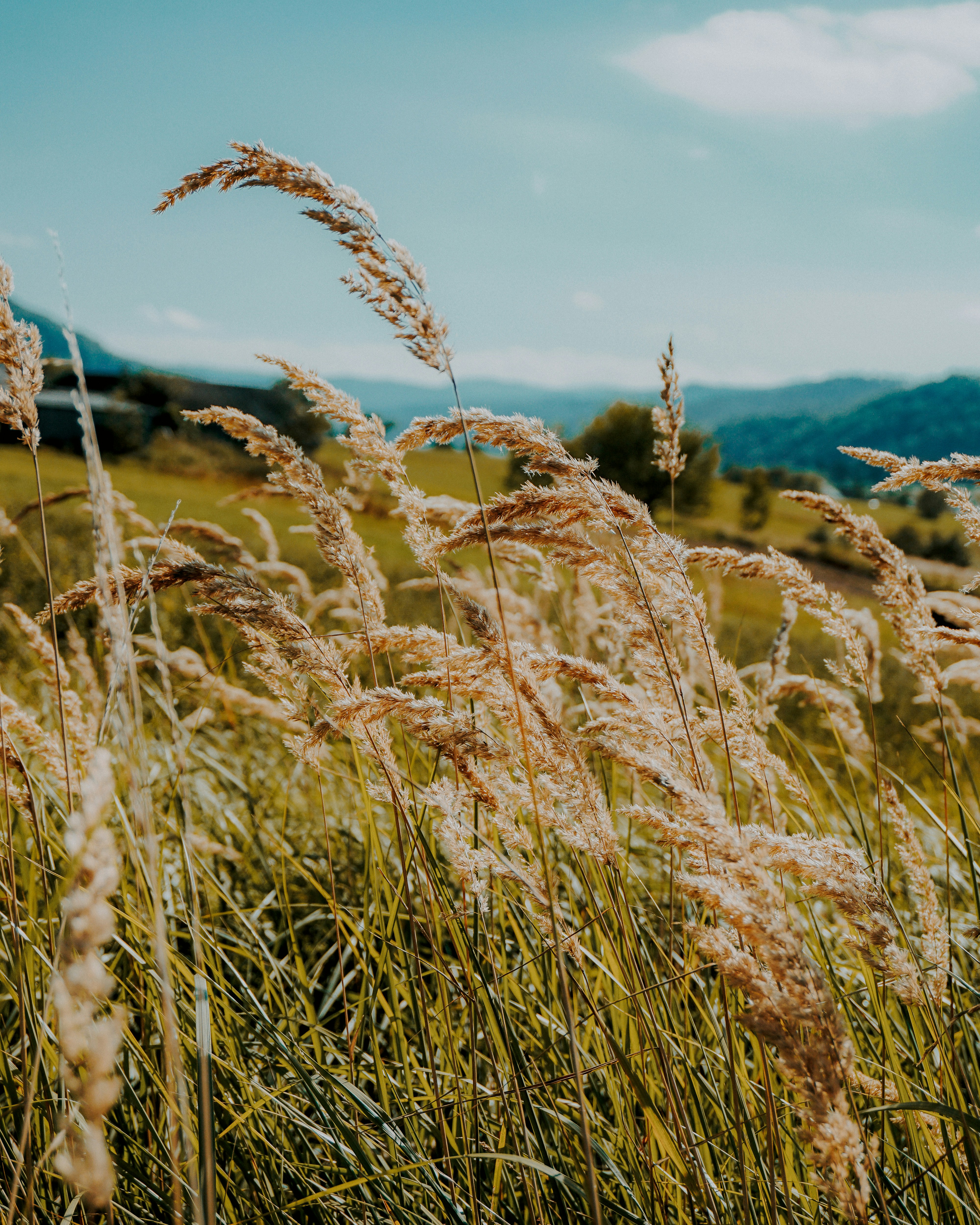 brown grass field during daytime