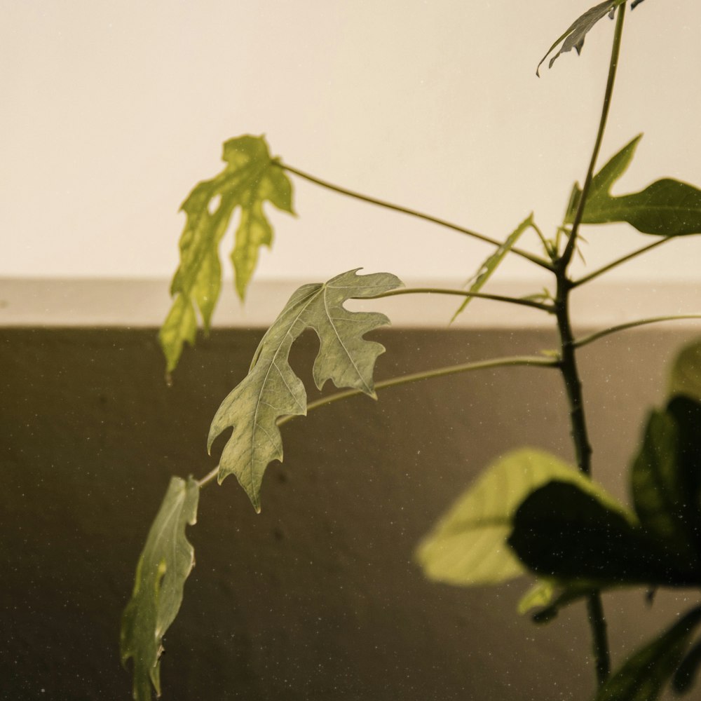 green leaf plant near white wall