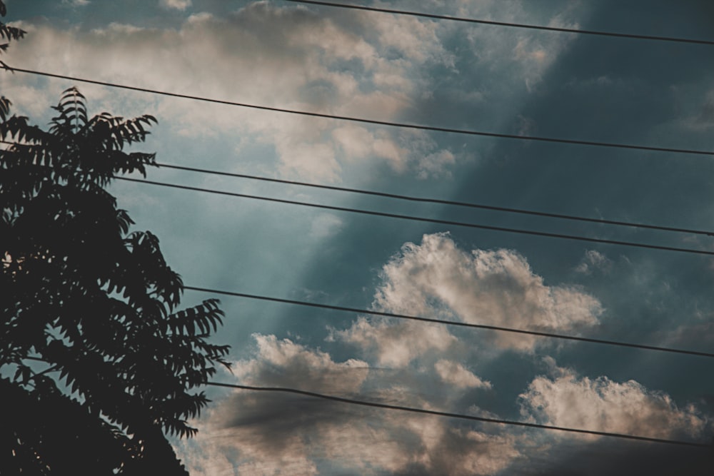 green palm tree under white clouds